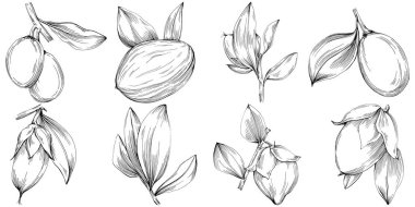 Jojoba ağacı ve fasulyeleri beyaz arka planda elle çizim yapıyorlar. İşlenmiş stil illüstrasyonlu izole bir nesne. Tasarım logosu, menü, etiket, simge, pul için en iyisi.