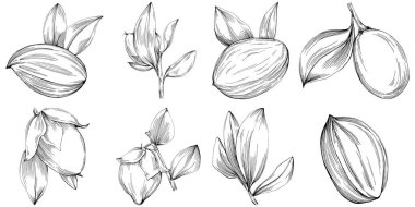 Jojoba ağacı ve fasulyeleri beyaz arka planda elle çizim yapıyorlar. İşlenmiş stil illüstrasyonlu izole bir nesne. Tasarım logosu, menü, etiket, simge, pul için en iyisi.