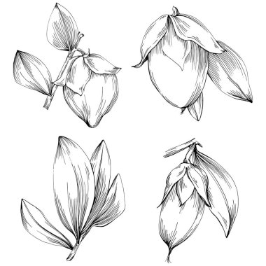 Jojoba ağacı ve fasulyeleri beyaz arka planda elle çizim yapıyorlar. İşlenmiş stil illüstrasyonlu izole bir nesne. Tasarım logosu, menü, etiket, simge, pul için en iyisi.