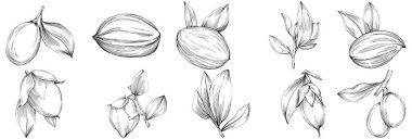 Jojoba ağacı ve fasulyeleri beyaz arka planda elle çizim yapıyorlar. İşlenmiş stil illüstrasyonlu izole bir nesne. Tasarım logosu, menü, etiket, simge, pul için en iyisi.