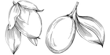 Jojoba ağacı ve fasulyeleri beyaz arka planda elle çizim yapıyorlar. İşlenmiş stil illüstrasyonlu izole bir nesne. Tasarım logosu, menü, etiket, simge, pul için en iyisi.