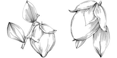 Jojoba ağacı ve fasulyeleri beyaz arka planda elle çizim yapıyorlar. İşlenmiş stil illüstrasyonlu izole bir nesne. Tasarım logosu, menü, etiket, simge, pul için en iyisi.