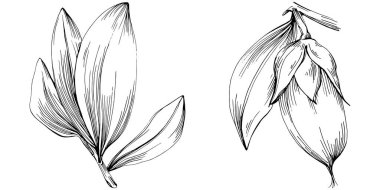 Jojoba ağacı ve fasulyeleri beyaz arka planda elle çizim yapıyorlar. İşlenmiş stil illüstrasyonlu izole bir nesne. Tasarım logosu, menü, etiket, simge, pul için en iyisi.