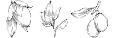 Jojoba ağacı ve fasulyeleri beyaz arka planda elle çizim yapıyorlar. İşlenmiş stil illüstrasyonlu izole bir nesne. Tasarım logosu, menü, etiket, simge, pul için en iyisi.