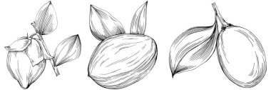 Jojoba ağacı ve fasulyeleri beyaz arka planda elle çizim yapıyorlar. İşlenmiş stil illüstrasyonlu izole bir nesne. Tasarım logosu, menü, etiket, simge, pul için en iyisi.