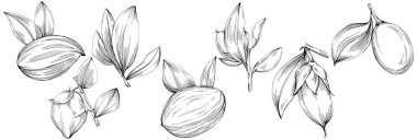 Jojoba ağacı ve fasulyeleri beyaz arka planda elle çizim yapıyorlar. İşlenmiş stil illüstrasyonlu izole bir nesne. Tasarım logosu, menü, etiket, simge, pul için en iyisi.