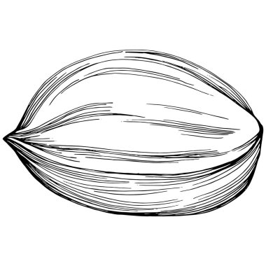 Jojoba ağacı ve fasulyeleri beyaz arka planda elle çizim yapıyorlar. İşlenmiş stil illüstrasyonlu izole bir nesne. Tasarım logosu, menü, etiket, simge, pul için en iyisi.