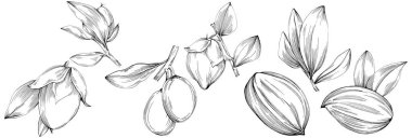 Jojoba ağacı ve fasulyeleri beyaz arka planda elle çizim yapıyorlar. İşlenmiş stil illüstrasyonlu izole bir nesne. Tasarım logosu, menü, etiket, simge, pul için en iyisi.