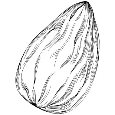 Almond hand-drawn Vector Illustration isolated on white background. Retro style farm product for restaurant menu, market label, logo, emblem and kitchen design. Decoration for food.