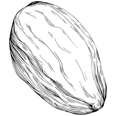 Almond hand-drawn Vector Illustration isolated on white background. Retro style farm product for restaurant menu, market label, logo, emblem and kitchen design. Decoration for food.