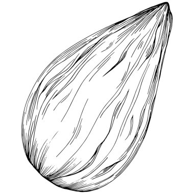 Almond hand-drawn Vector Illustration isolated on white background. Retro style farm product for restaurant menu, market label, logo, emblem and kitchen design. Decoration for food.