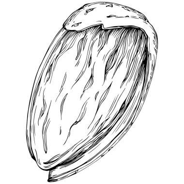 Almond hand-drawn Vector Illustration isolated on white background. Retro style farm product for restaurant menu, market label, logo, emblem and kitchen design. Decoration for food.