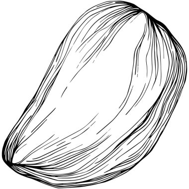 Almond hand-drawn Vector Illustration isolated on white background. Retro style farm product for restaurant menu, market label, logo, emblem and kitchen design. Decoration for food.