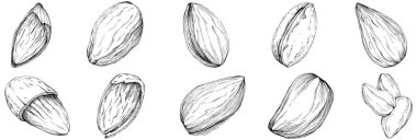 Almond hand-drawn Vector Illustration isolated on white background. Retro style farm product for restaurant menu, market label, logo, emblem and kitchen design. Decoration for food.