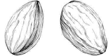 Almond hand-drawn Vector Illustration isolated on white background. Retro style farm product for restaurant menu, market label, logo, emblem and kitchen design. Decoration for food.