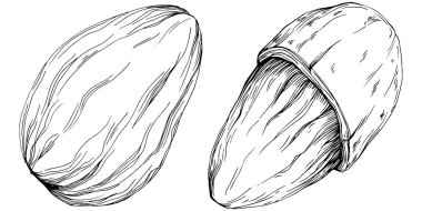 Almond hand-drawn Vector Illustration isolated on white background. Retro style farm product for restaurant menu, market label, logo, emblem and kitchen design. Decoration for food.