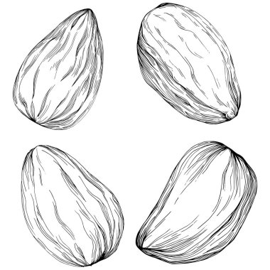 Almond hand-drawn Vector Illustration isolated on white background. Retro style farm product for restaurant menu, market label, logo, emblem and kitchen design. Decoration for food.