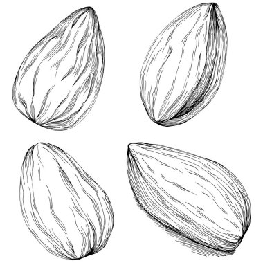 Almond hand-drawn Vector Illustration isolated on white background. Retro style farm product for restaurant menu, market label, logo, emblem and kitchen design. Decoration for food.