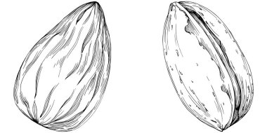 Almond hand-drawn Vector Illustration isolated on white background. Retro style farm product for restaurant menu, market label, logo, emblem and kitchen design. Decoration for food.