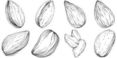 Almond hand-drawn Vector Illustration isolated on white background. Retro style farm product for restaurant menu, market label, logo, emblem and kitchen design. Decoration for food.