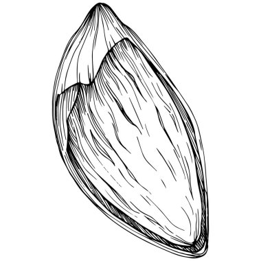 Almond hand-drawn Vector Illustration isolated on white background. Retro style farm product for restaurant menu, market label, logo, emblem and kitchen design. Decoration for food.