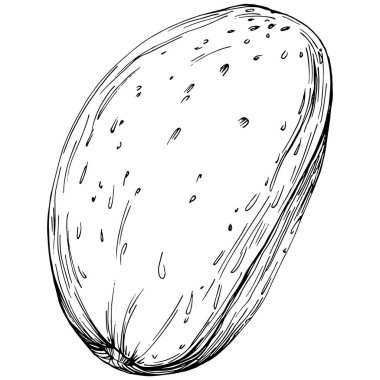 Almond hand-drawn Vector Illustration isolated on white background. Retro style farm product for restaurant menu, market label, logo, emblem and kitchen design. Decoration for food.