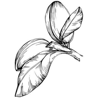 Almond hand-drawn Vector Illustration isolated on white background. Retro style farm product for restaurant menu, market label, logo, emblem and kitchen design. Decoration for food.