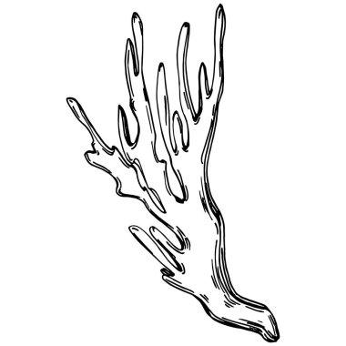 Elle çizilmiş mercanlar beyaza izole edilmiş. Çizim