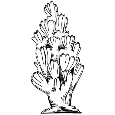 Elle çizilmiş mercanlar beyaza izole edilmiş. Çizim