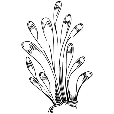 Elle çizilmiş mercanlar beyaza izole edilmiş. Çizim