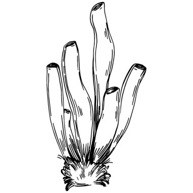 Elle çizilmiş mercanlar beyaza izole edilmiş. Çizim