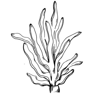 Elle çizilmiş mercanlar beyaza izole edilmiş. Çizim