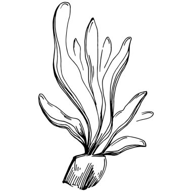 Elle çizilmiş mercanlar beyaza izole edilmiş. Çizim