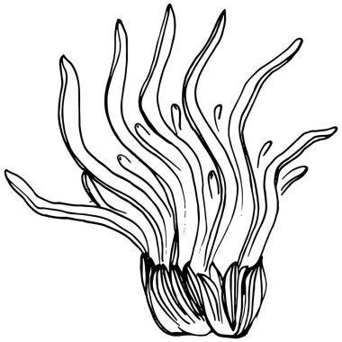 Elle çizilmiş mercanlar beyaza izole edilmiş. Çizim