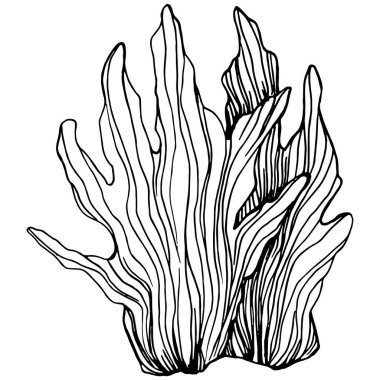 Elle çizilmiş mercanlar beyaza izole edilmiş. Çizim