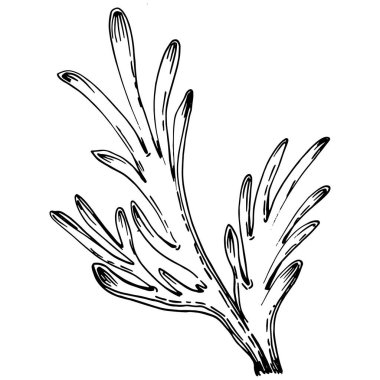 Elle çizilmiş mercanlar beyaza izole edilmiş. Çizim