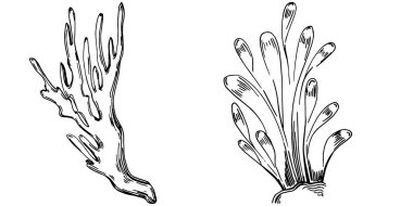 Elle çizilmiş mercanlar beyaza izole edilmiş. Çizim