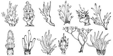 Elle çizilmiş mercanlar beyaza izole edilmiş. Çizim