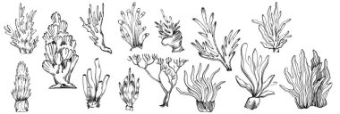 Elle çizilmiş mercanlar beyaza izole edilmiş. Çizim