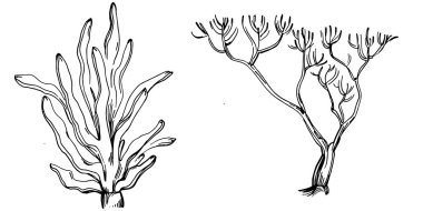 Elle çizilmiş mercanlar beyaza izole edilmiş. Çizim