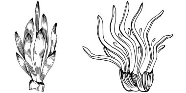 Elle çizilmiş mercanlar beyaza izole edilmiş. Çizim