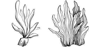 Elle çizilmiş mercanlar beyaza izole edilmiş. Çizim