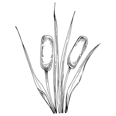 Sketch reeds leaves isolated, suitable for nature concept, summer and holiday. Black and white clip art isolated. Antique vintage engraving illustration for emblem. Herbal medicine.