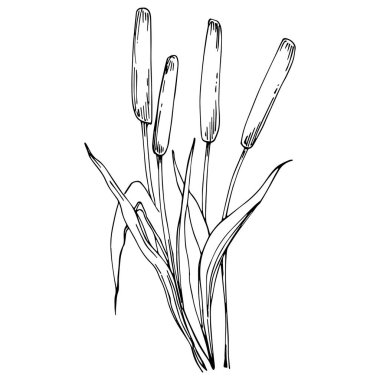 Sketch reeds leaves isolated, suitable for nature concept, summer and holiday. Black and white clip art isolated. Antique vintage engraving illustration for emblem. Herbal medicine.
