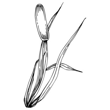 Sketch reeds leaves isolated, suitable for nature concept, summer and holiday. Black and white clip art isolated. Antique vintage engraving illustration for emblem. Herbal medicine.