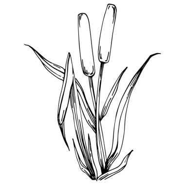 Sketch reeds leaves isolated, suitable for nature concept, summer and holiday. Black and white clip art isolated. Antique vintage engraving illustration for emblem. Herbal medicine.