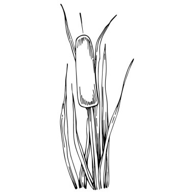 Sketch reeds leaves isolated, suitable for nature concept, summer and holiday. Black and white clip art isolated. Antique vintage engraving illustration for emblem. Herbal medicine.