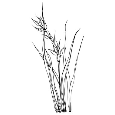 Sketch reeds leaves isolated, suitable for nature concept, summer and holiday. Black and white clip art isolated. Antique vintage engraving illustration for emblem. Herbal medicine.