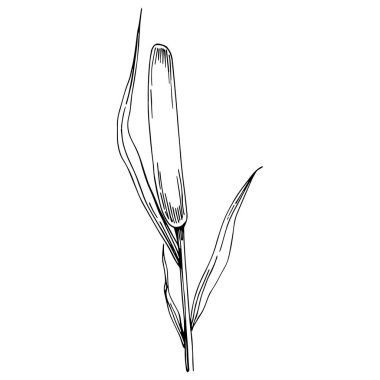 Sketch reeds leaves isolated, suitable for nature concept, summer and holiday. Black and white clip art isolated. Antique vintage engraving illustration for emblem. Herbal medicine.