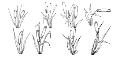 Sketch reeds leaves isolated, suitable for nature concept, summer and holiday. Black and white clip art isolated. Antique vintage engraving illustration for emblem. Herbal medicine.